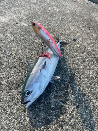 ソウダガツオの釣果