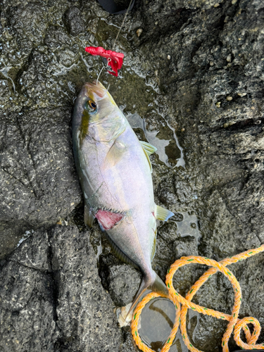 ショゴの釣果