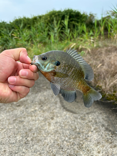 ブルーギルの釣果