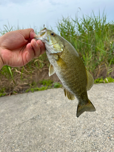 スモールマウスバスの釣果