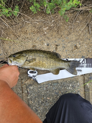 スモールマウスバスの釣果