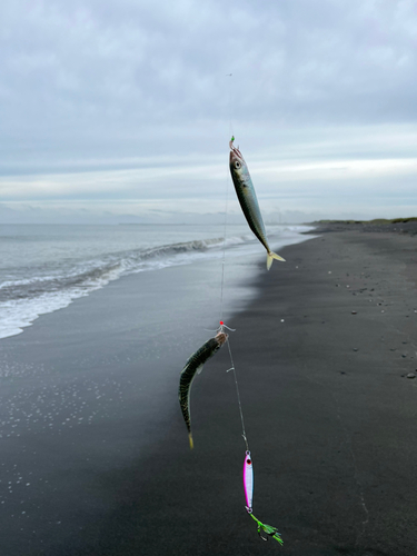 フクラギの釣果