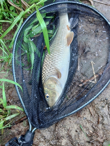 コウライニゴイの釣果