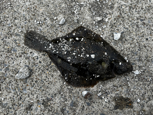 カレイの釣果