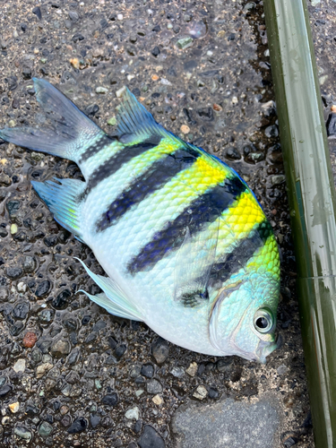 オヤビッチャの釣果