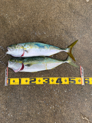 イナダの釣果