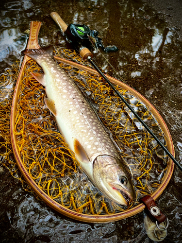 アメマスの釣果