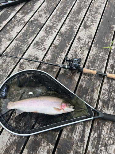 ニジマスの釣果