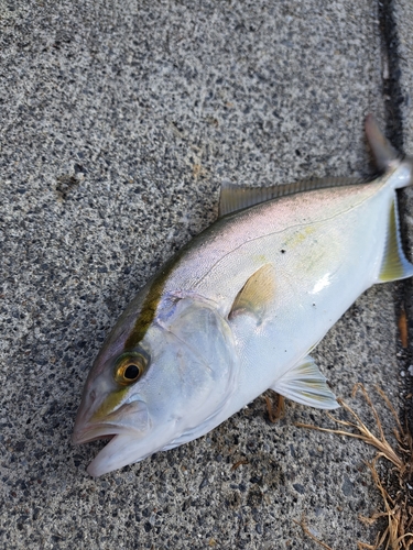 ショゴの釣果