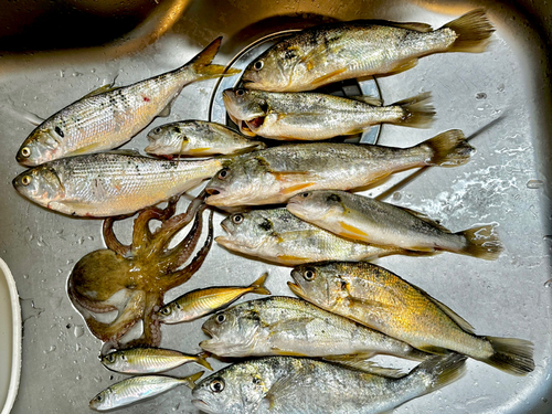 イシモチの釣果