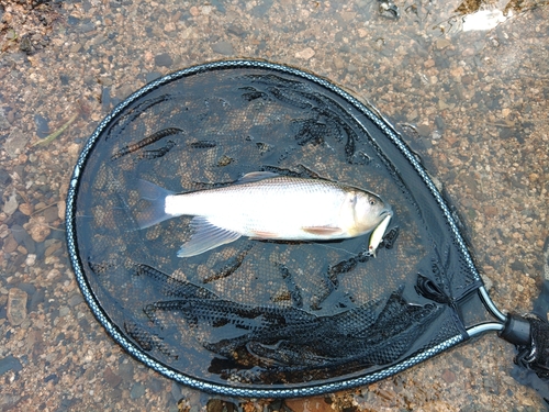 ケタバスの釣果