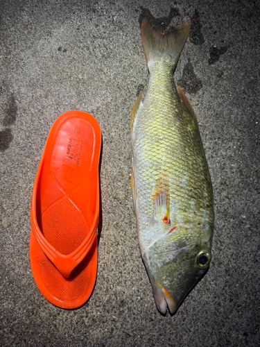 ムネアカクチビの釣果