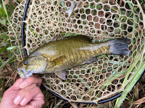 スモールマウスバスの釣果