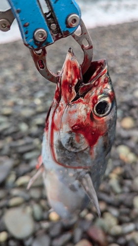 ソウダガツオの釣果