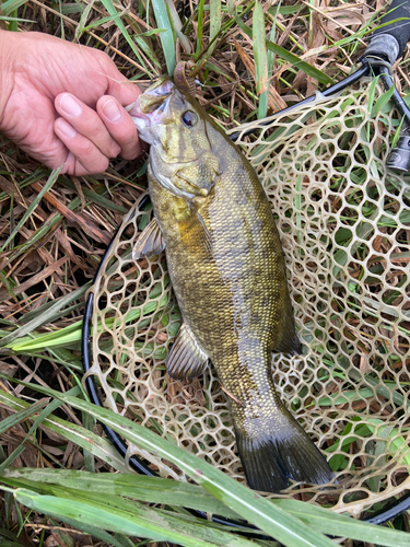 スモールマウスバスの釣果