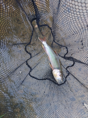 ケタバスの釣果