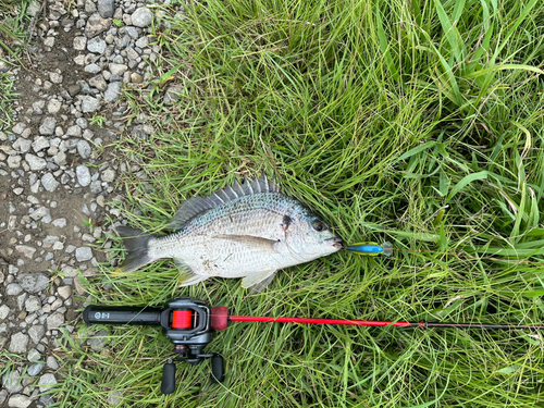 キビレの釣果