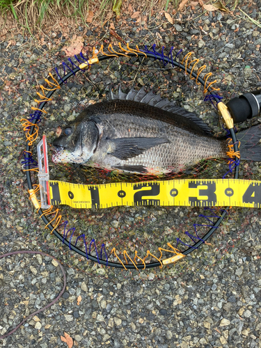 クロダイの釣果