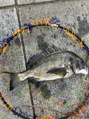 クロダイの釣果