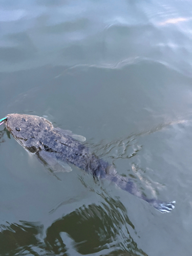 マゴチの釣果