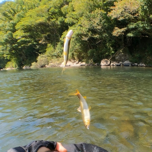 アユの釣果