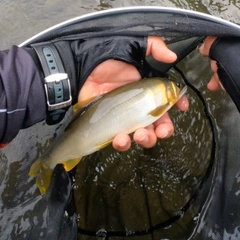 アユの釣果