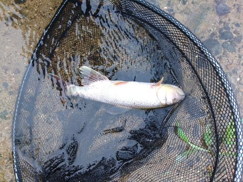 ケタバスの釣果