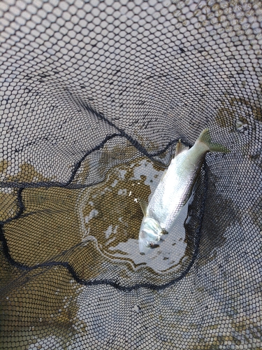 ケタバスの釣果