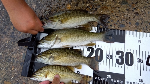 スモールマウスバスの釣果