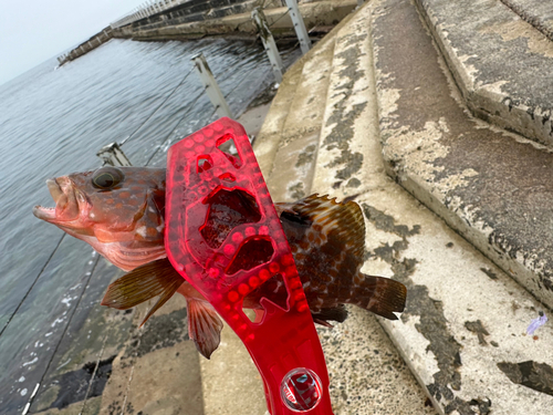 キジハタの釣果