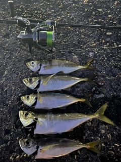 アジの釣果