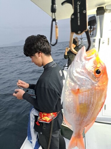 マダイの釣果