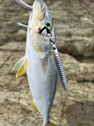 ツバスの釣果