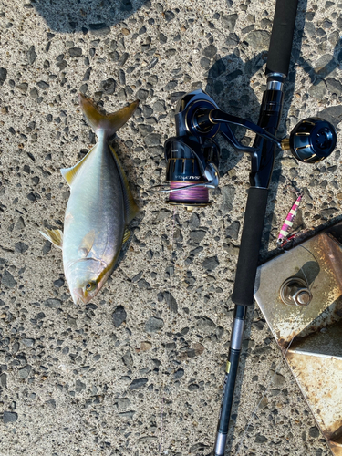 ショゴの釣果