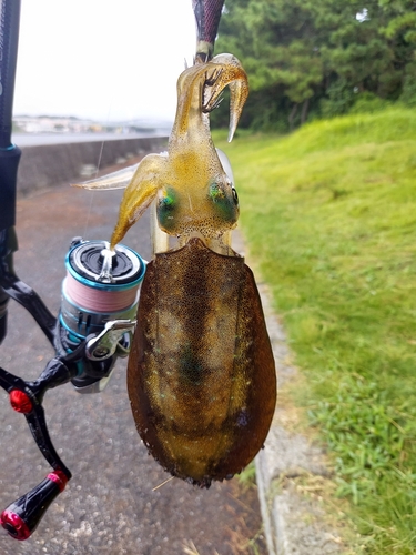 アオリイカの釣果