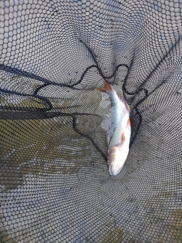 ケタバスの釣果