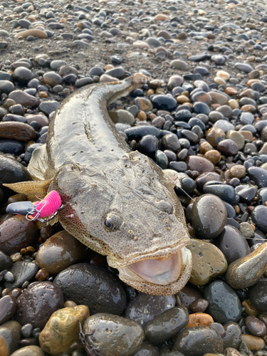 マゴチの釣果