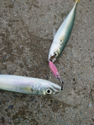 ショゴの釣果