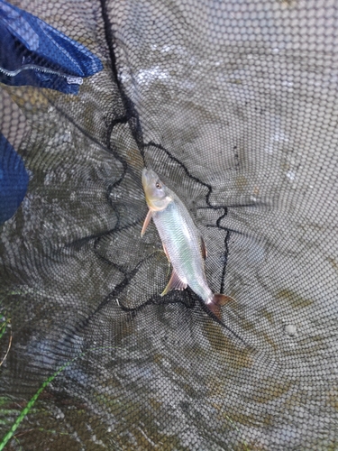 ケタバスの釣果