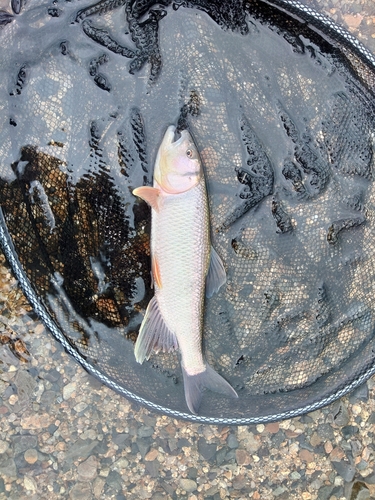 ケタバスの釣果