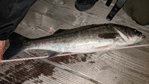 スズキの釣果