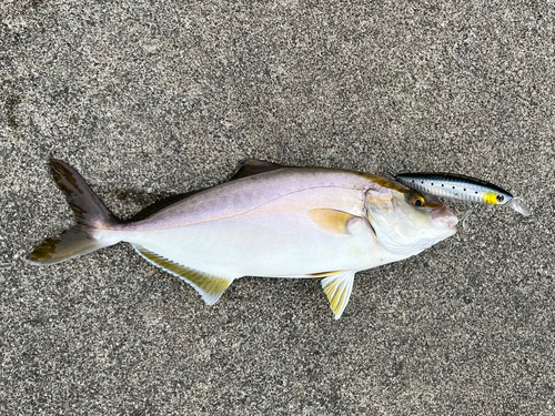 カンパチの釣果