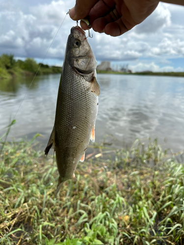 釣果