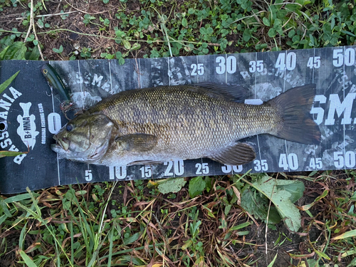 スモールマウスバスの釣果