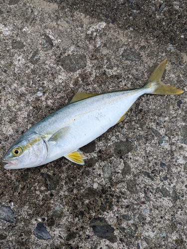 ワカシの釣果