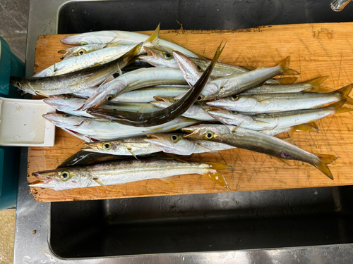 カマスの釣果