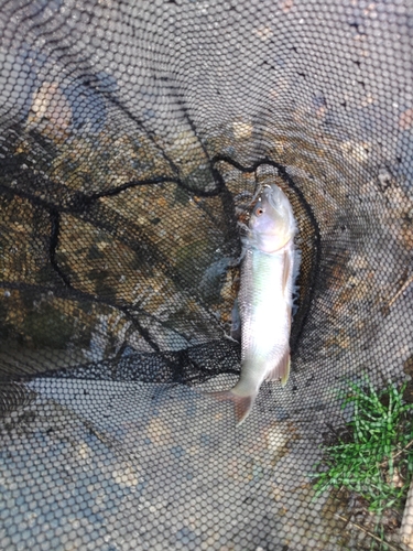 ケタバスの釣果