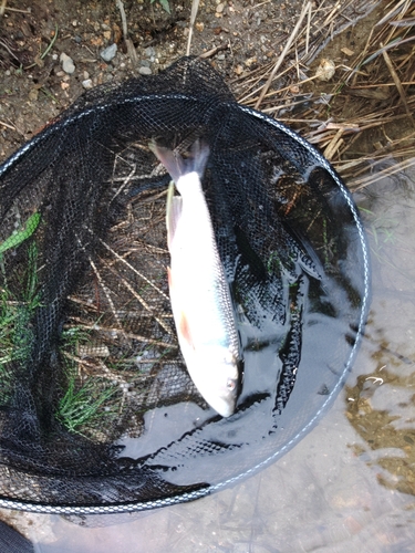 ケタバスの釣果