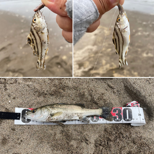 コトヒキの釣果