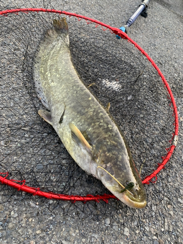 マナマズの釣果